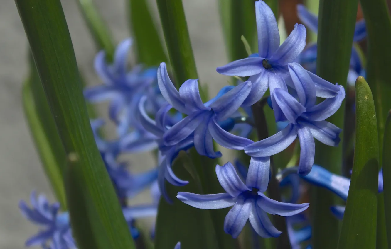 Photo wallpaper macro, blue, hyacinth