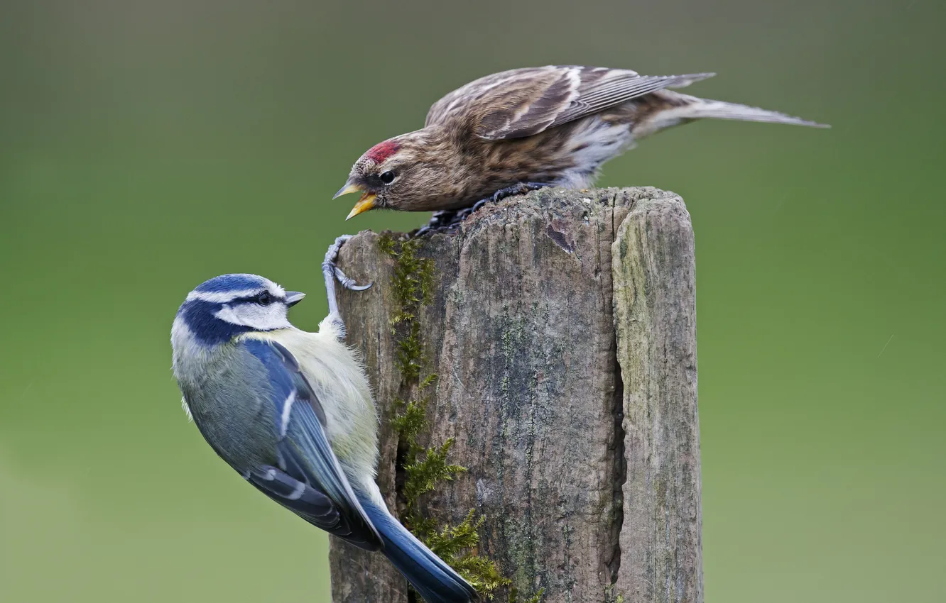 Photo wallpaper bird, stump, fight