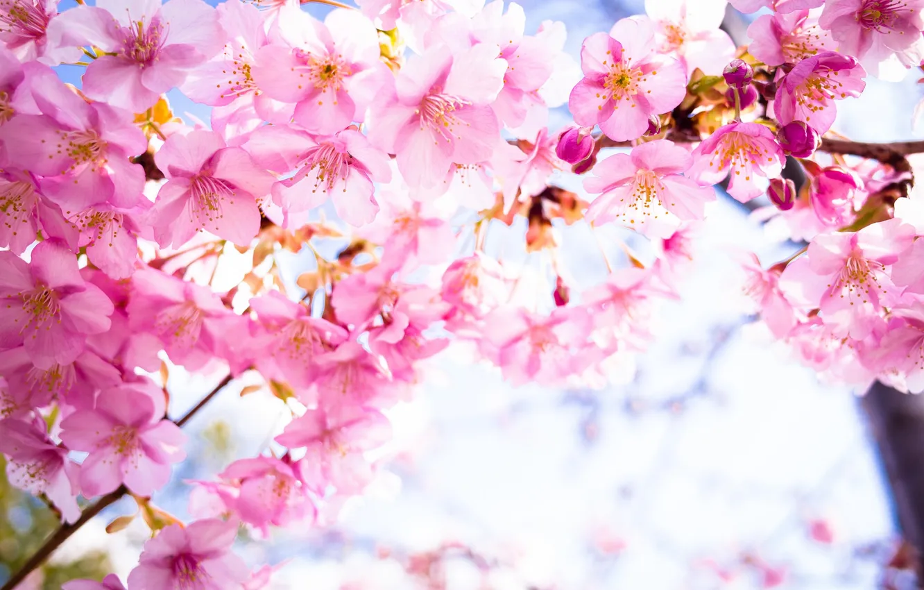 Photo wallpaper flowers, background, beauty, spring, petals, Sakura, flowering