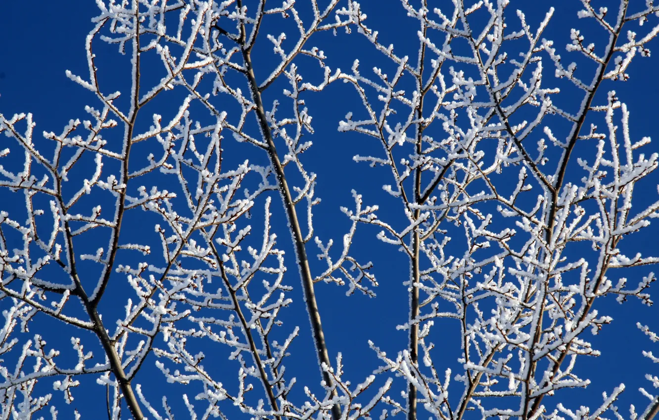Photo wallpaper winter, white, snow, branches, blue, frost