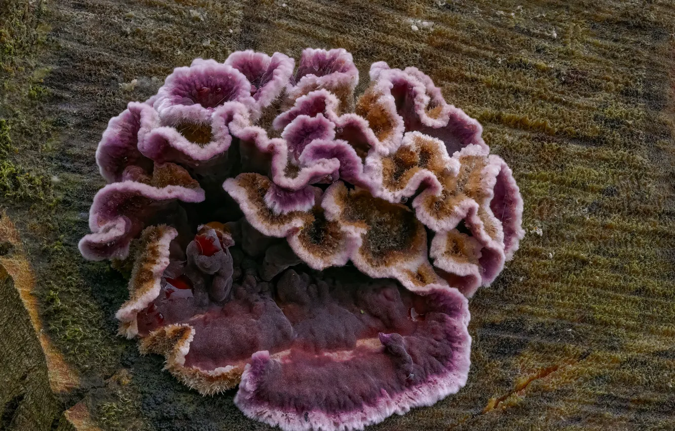 Photo wallpaper mushrooms, wood, Beat Buetikofer