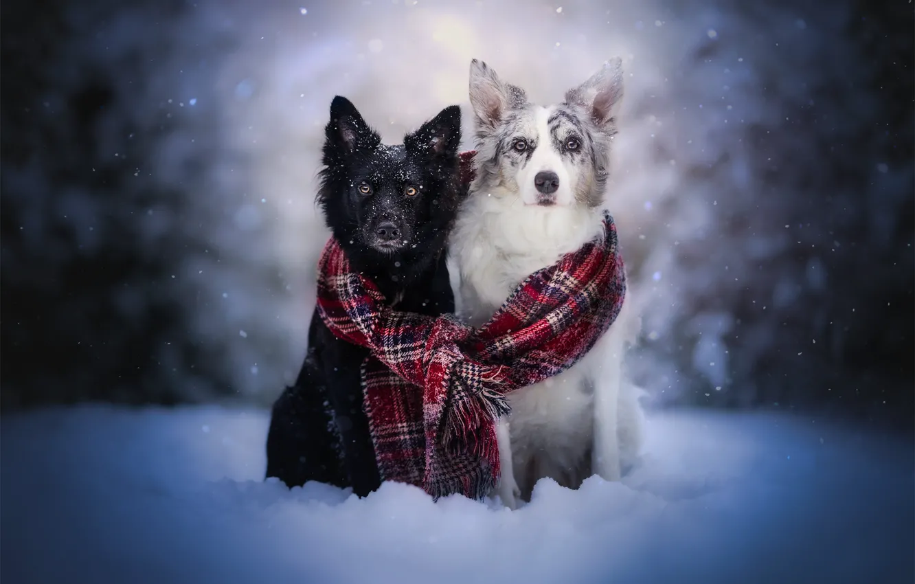 Photo wallpaper winter, look, snow, each, scarf, a couple, two dogs, the border collie