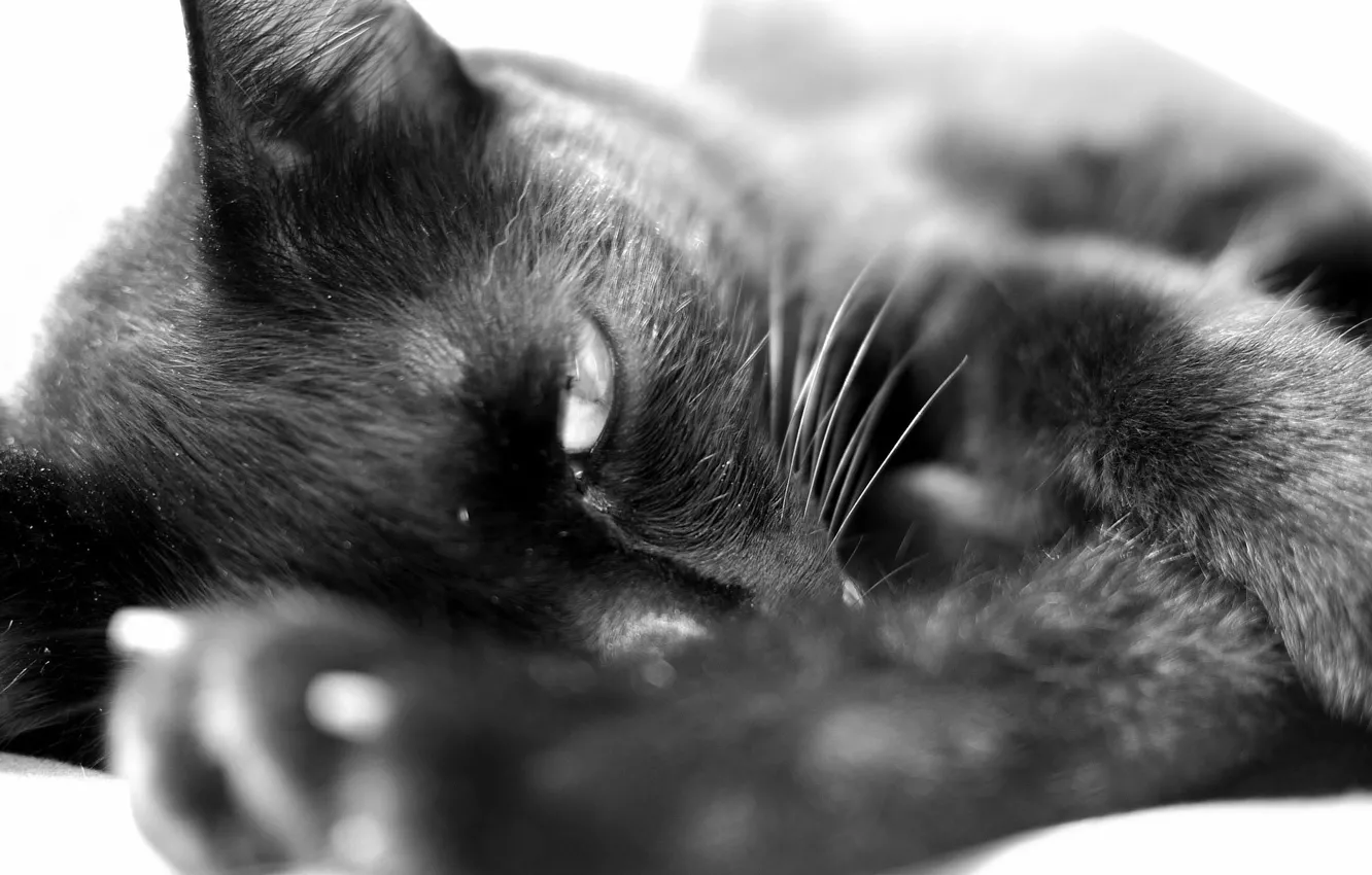 Photo wallpaper cat, cat, black, lies