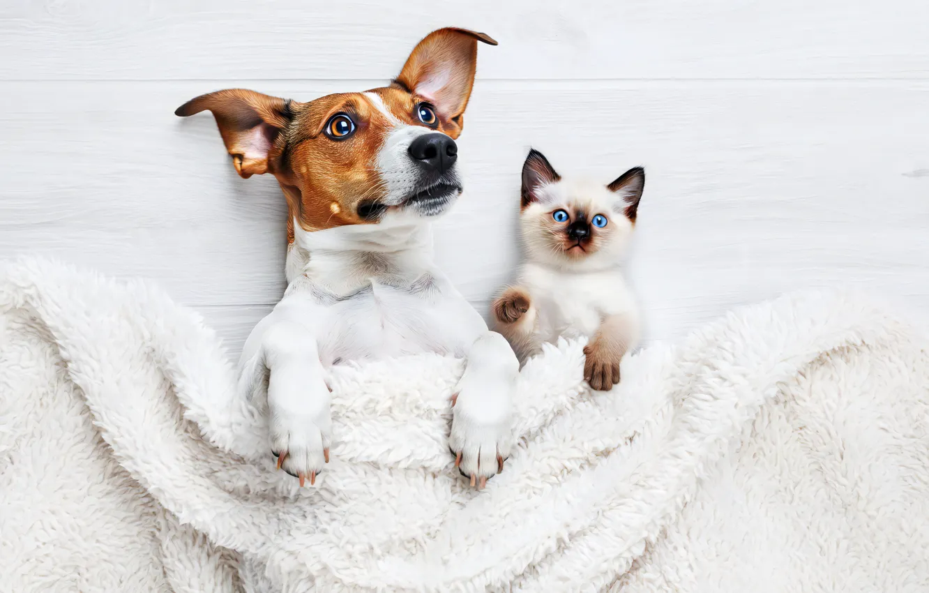 Photo wallpaper cat, look, pose, each, Board, legs, dog, towel