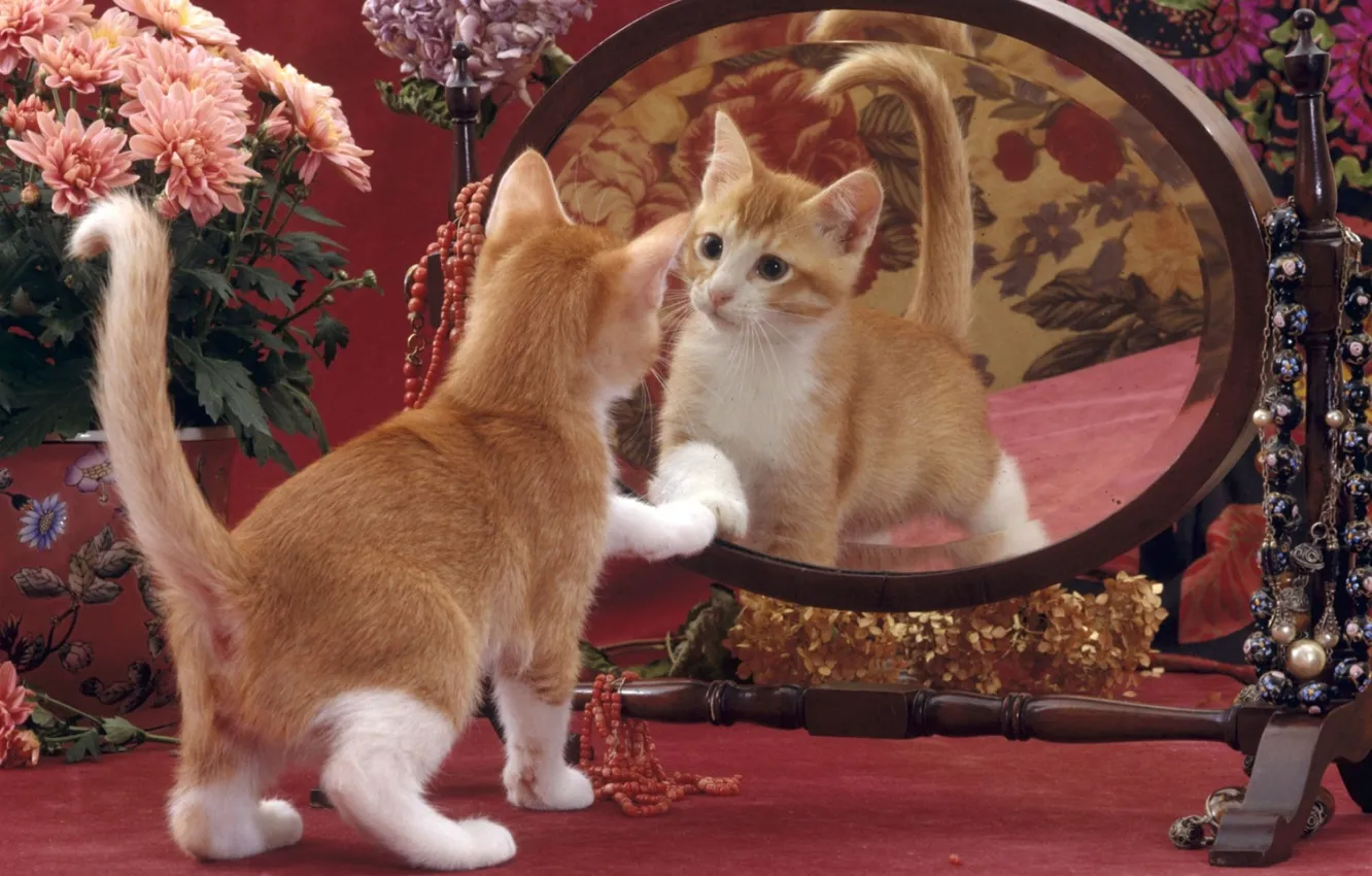 Photo wallpaper flowers, reflection, mirror, kitty