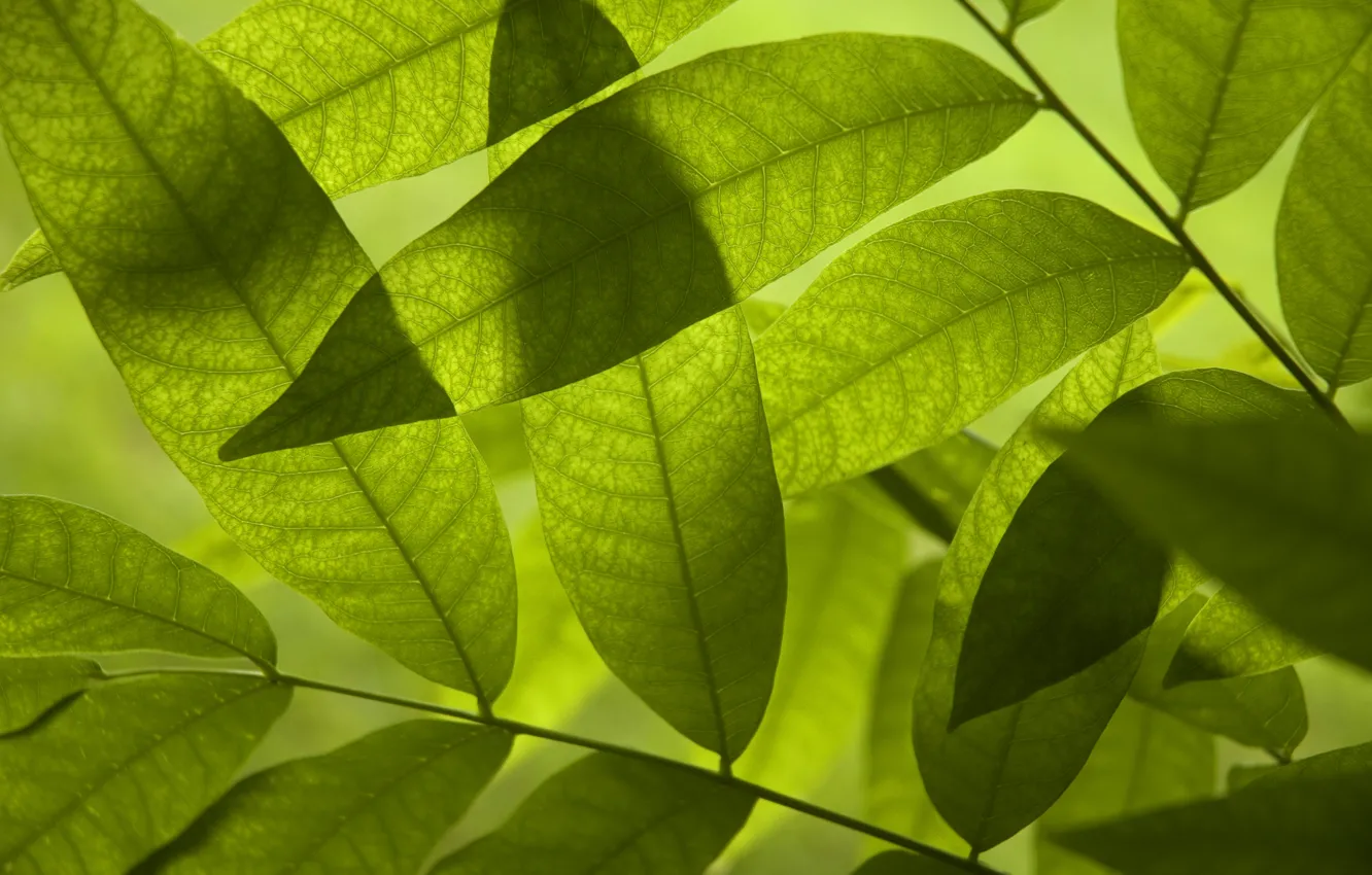 Photo wallpaper greens, summer, freshness, green, tree, foliage, leaf, spring