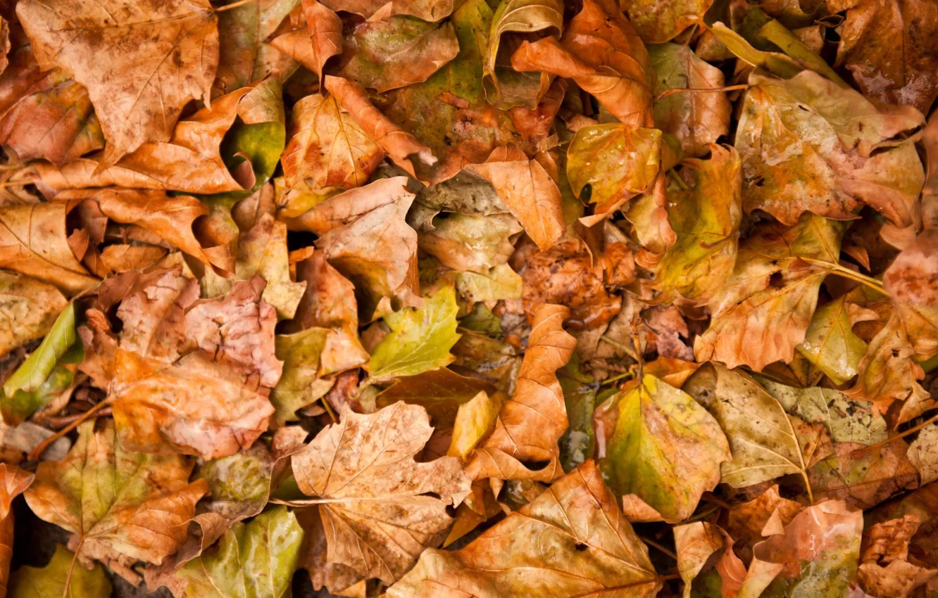 Photo wallpaper autumn, leaves, yellow, fallen