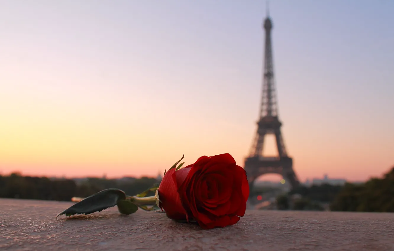 Photo wallpaper flower, the city, Paris, rose, tower, the evening, Paris