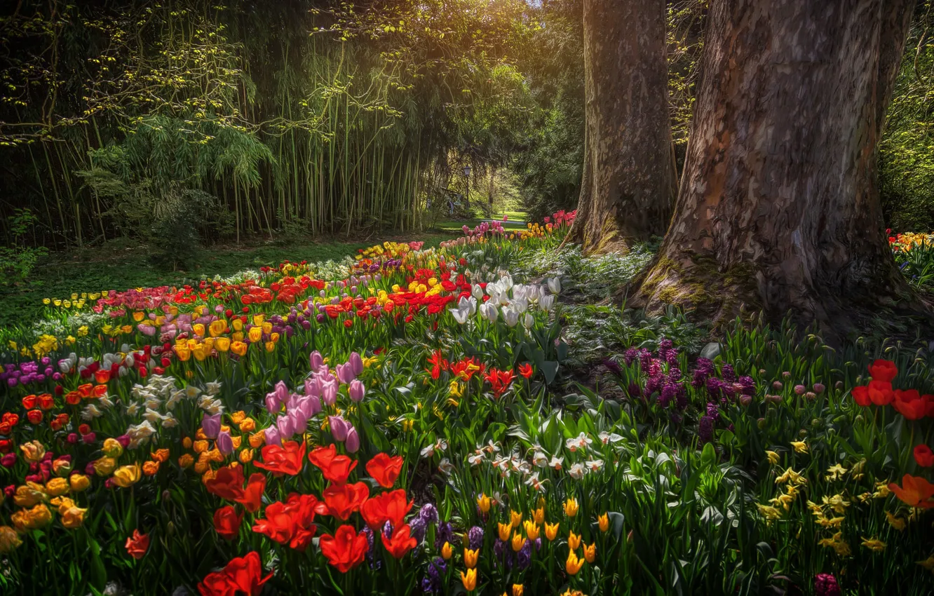 Photo wallpaper trees, flowers, Park, Germany, tulips, Germany, daffodils, Baden-Württemberg