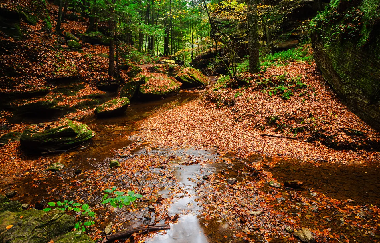 Photo wallpaper autumn, forest, leaves, nature, stream