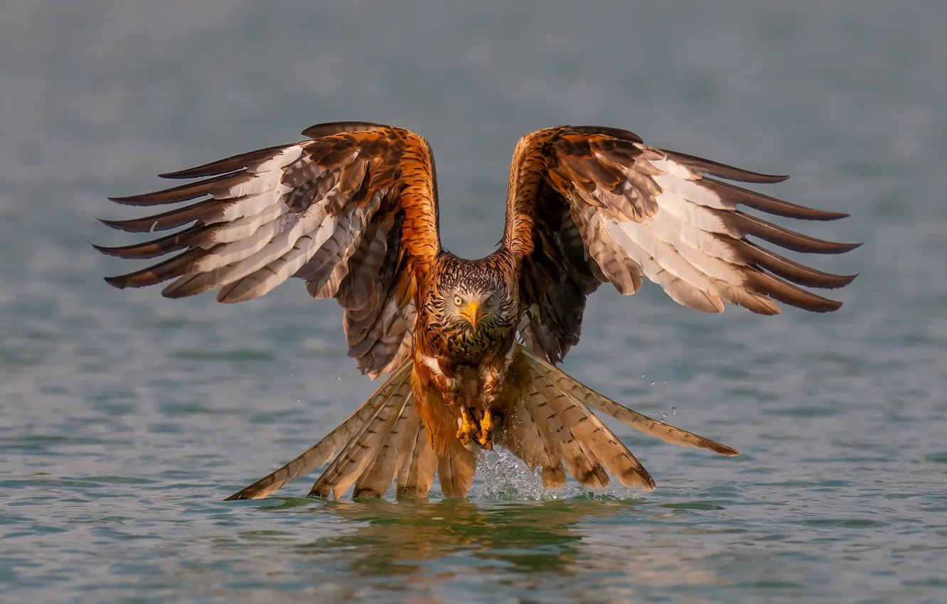 Photo wallpaper nature, bird, eagle