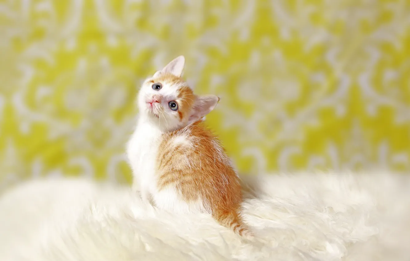 Photo wallpaper kitty, background, baby, ginger kitten