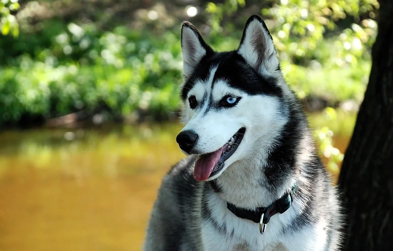 Photo wallpaper language, grass, lake, dog, collar, husky, Laika