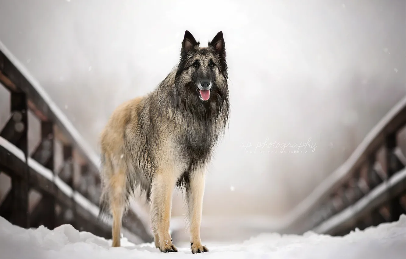 Photo wallpaper look, each, dog