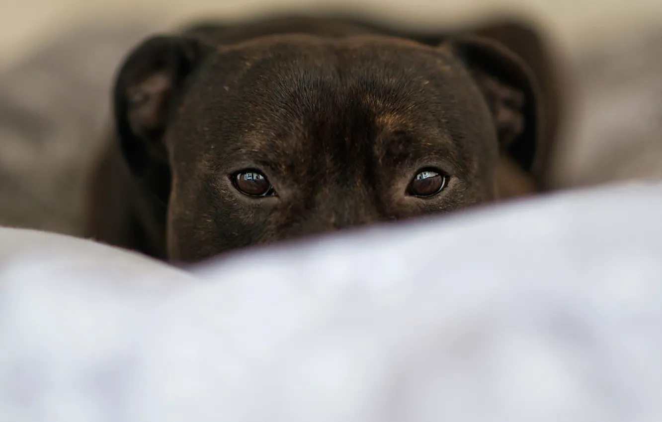 Photo wallpaper look, each, dog