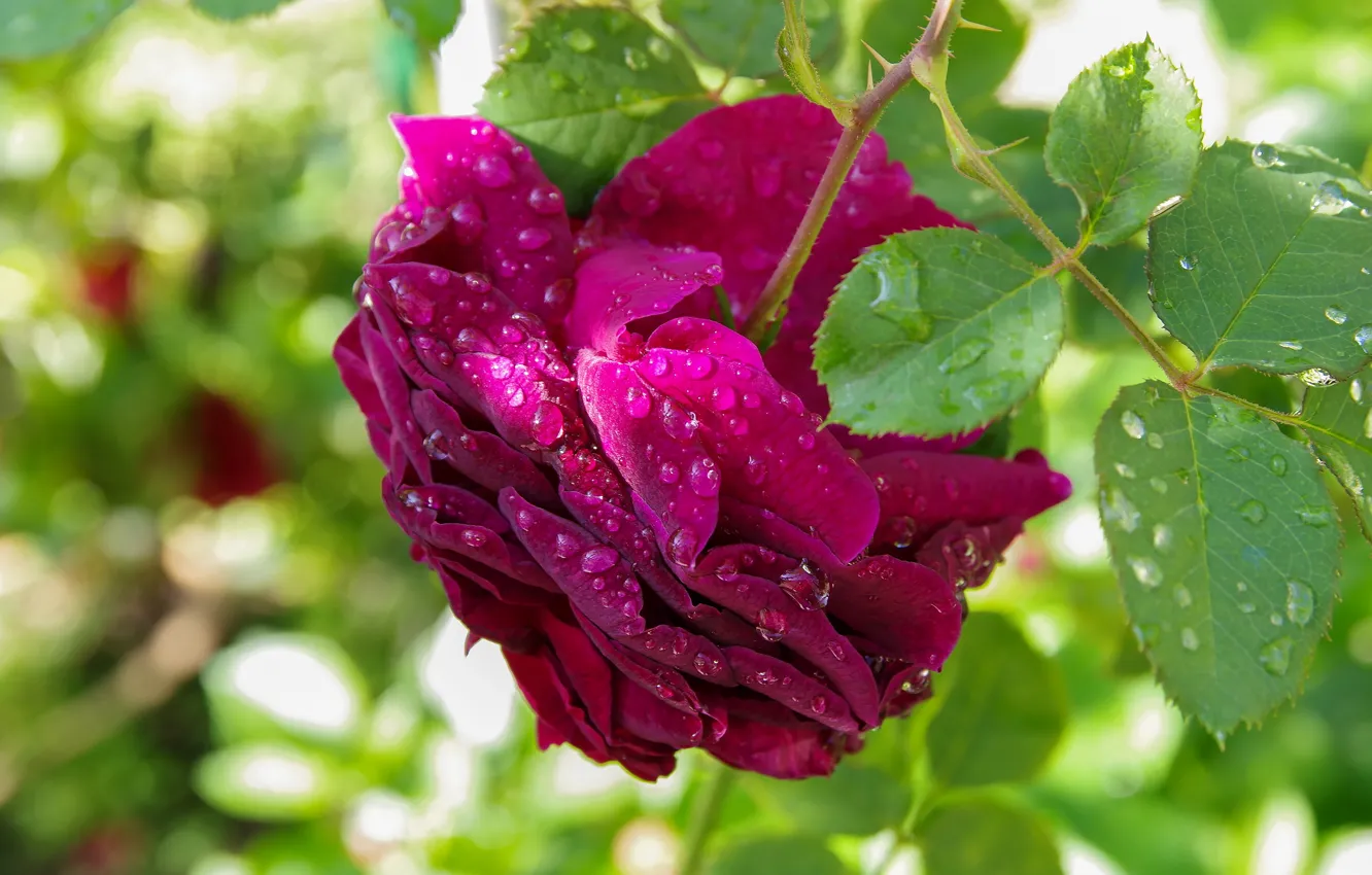 Photo wallpaper flower, drops, macro, pink, rose, bokeh, bright