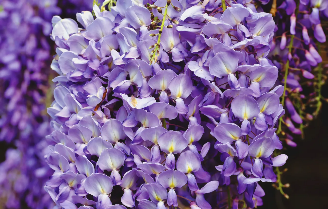 Photo wallpaper flowers, branches, a lot, inflorescence, lilac, bokeh, Wisteria, Wisteria