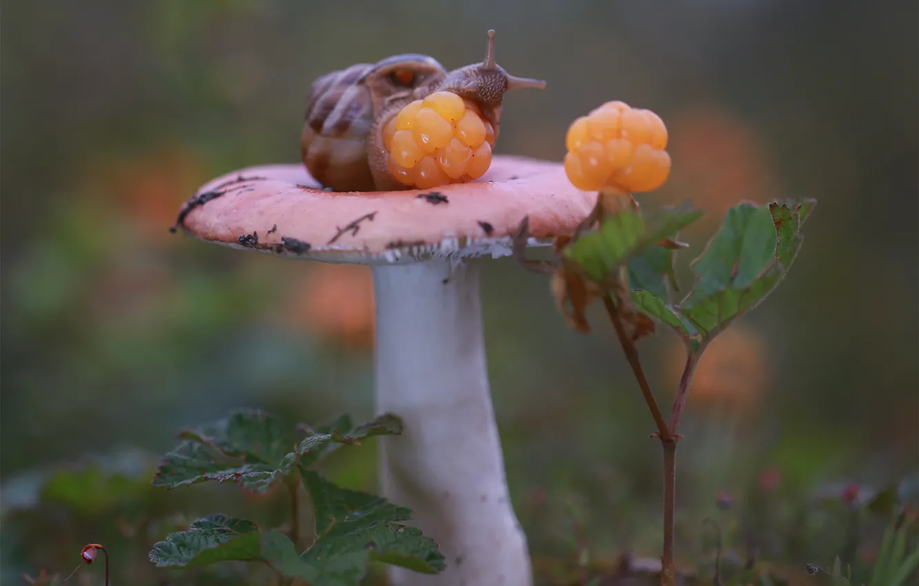 Photo wallpaper macro, yellow, nature, berries, mushrooms, snail, cloudberry, bokeh