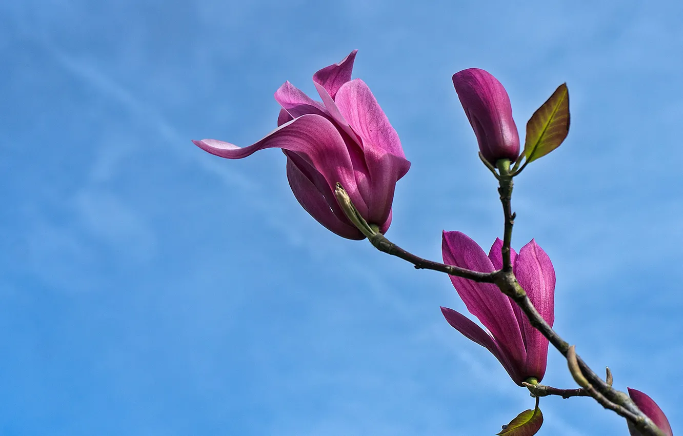 Photo wallpaper branches, pink, Magnolia