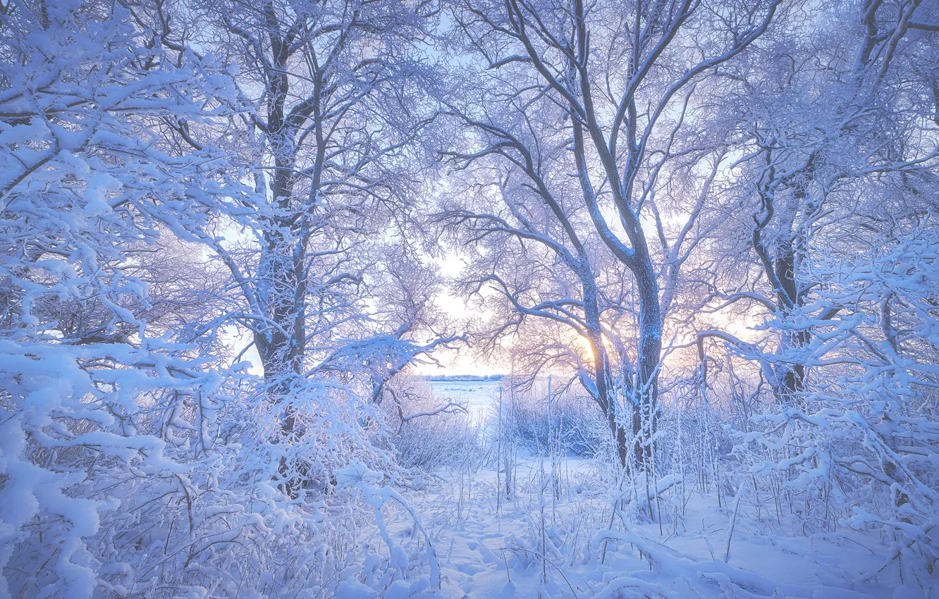 Photo wallpaper winter, snow, trees, Anton Kononov