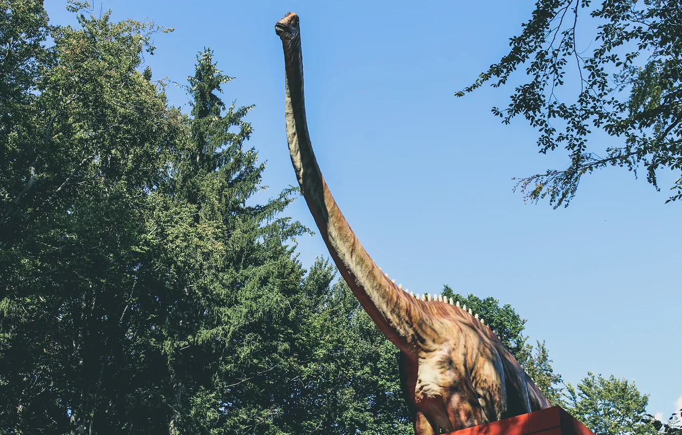 Photo wallpaper dinosaur, neck, dinosaur, Diplodocus