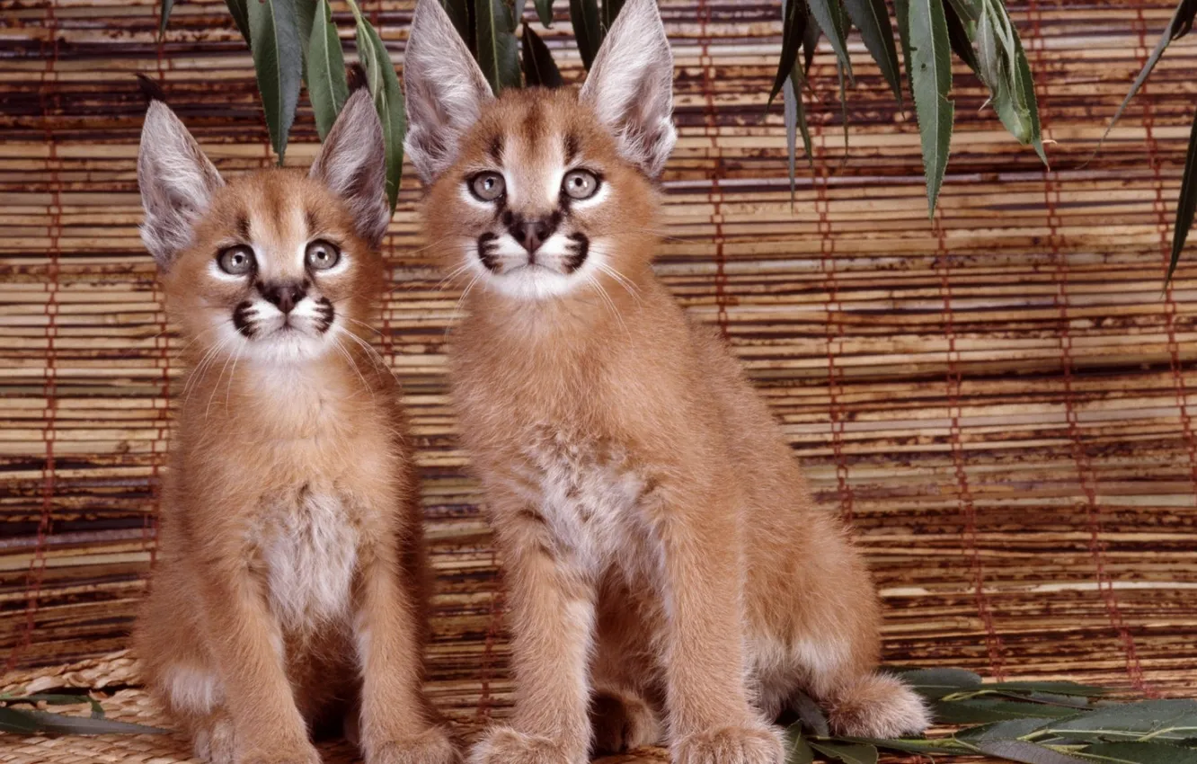 Photo wallpaper cat, kittens, wild, Caracal, steppe lynx