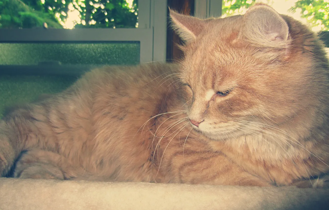Photo wallpaper cat, red, lies