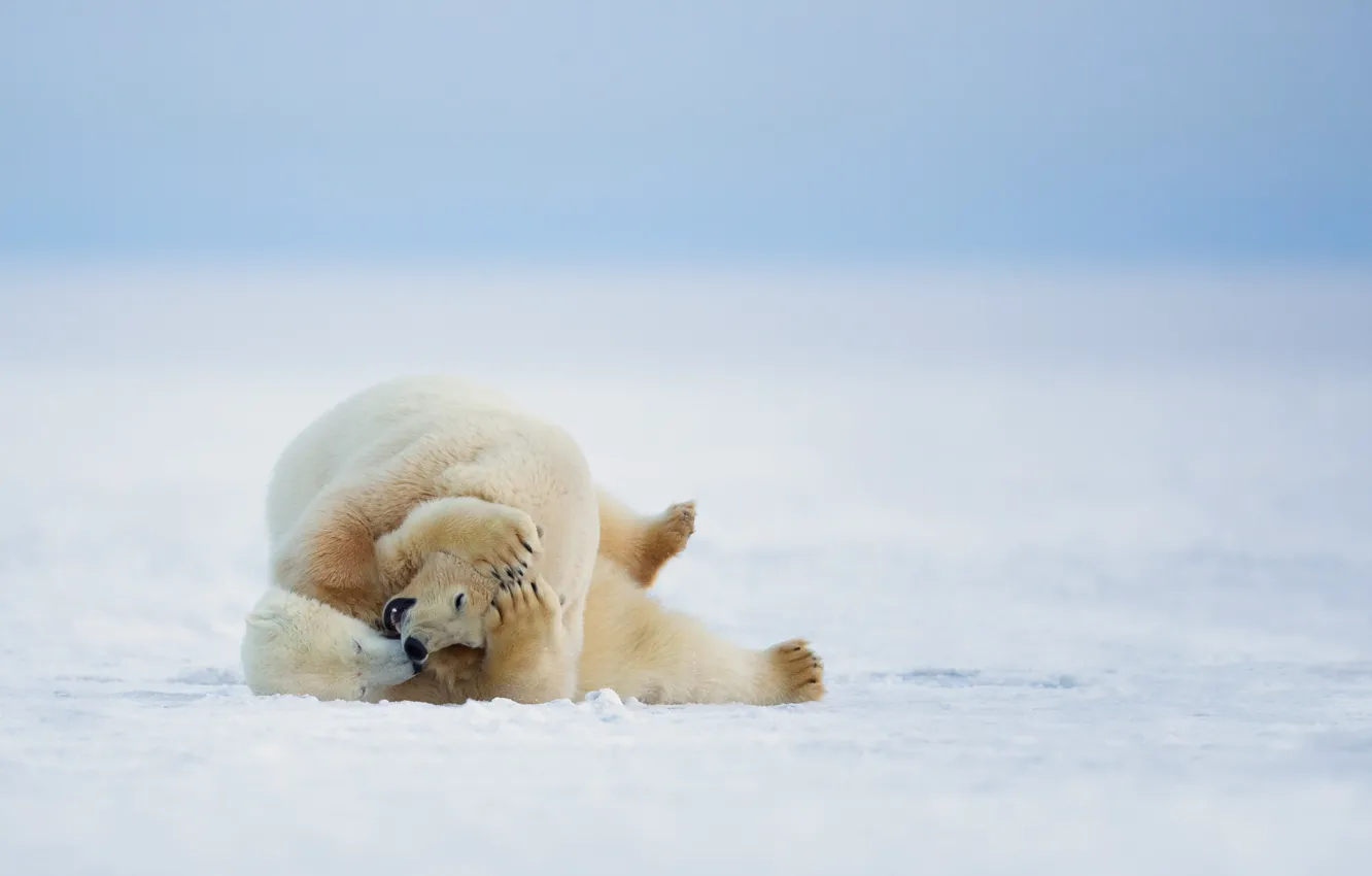 Photo wallpaper winter, nature, polar bears