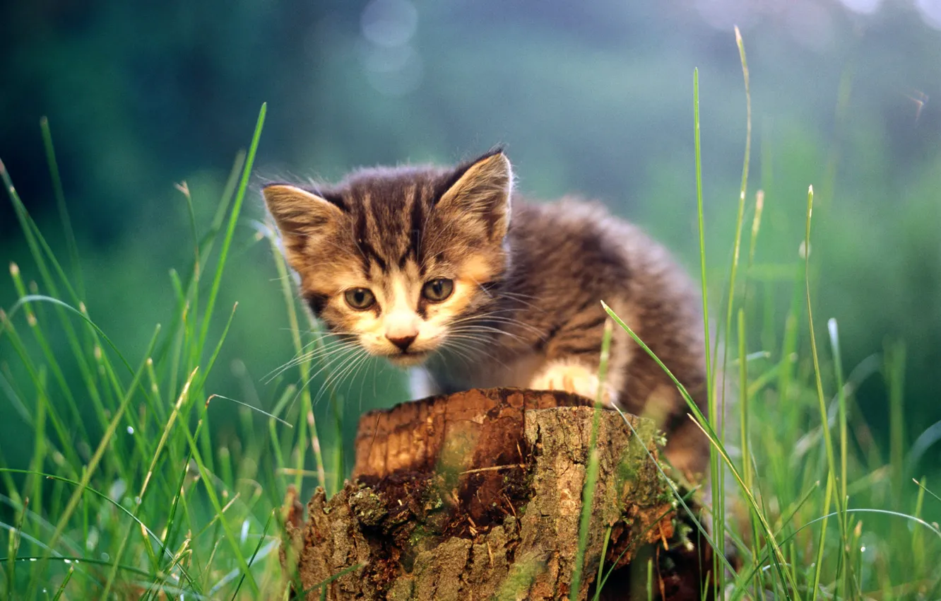 Photo wallpaper cat, grass, cat, kitty, stump, cat