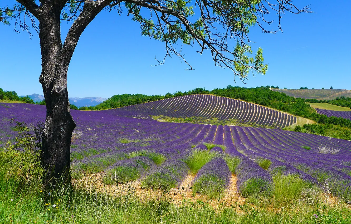 Photo wallpaper field, summer, grass, the sun, trees, branches, hills, France