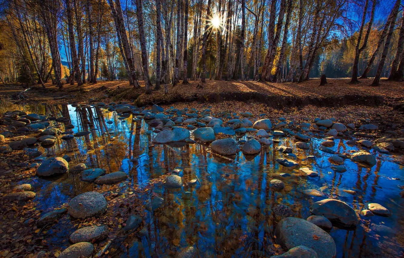 Photo wallpaper rays, trees, stream, the sun, stones