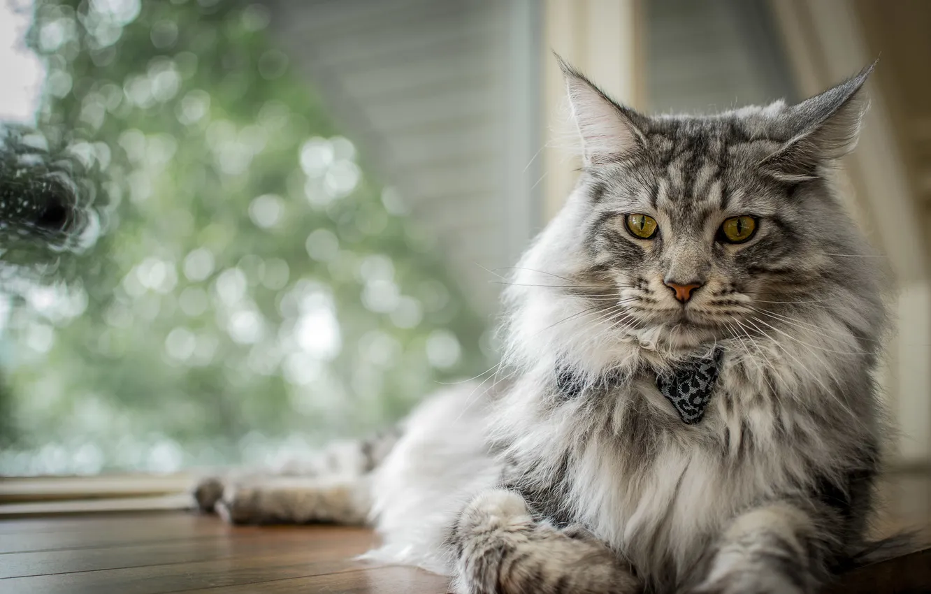 Photo wallpaper cat, cat, look, pose, grey, fluffy, window, lies