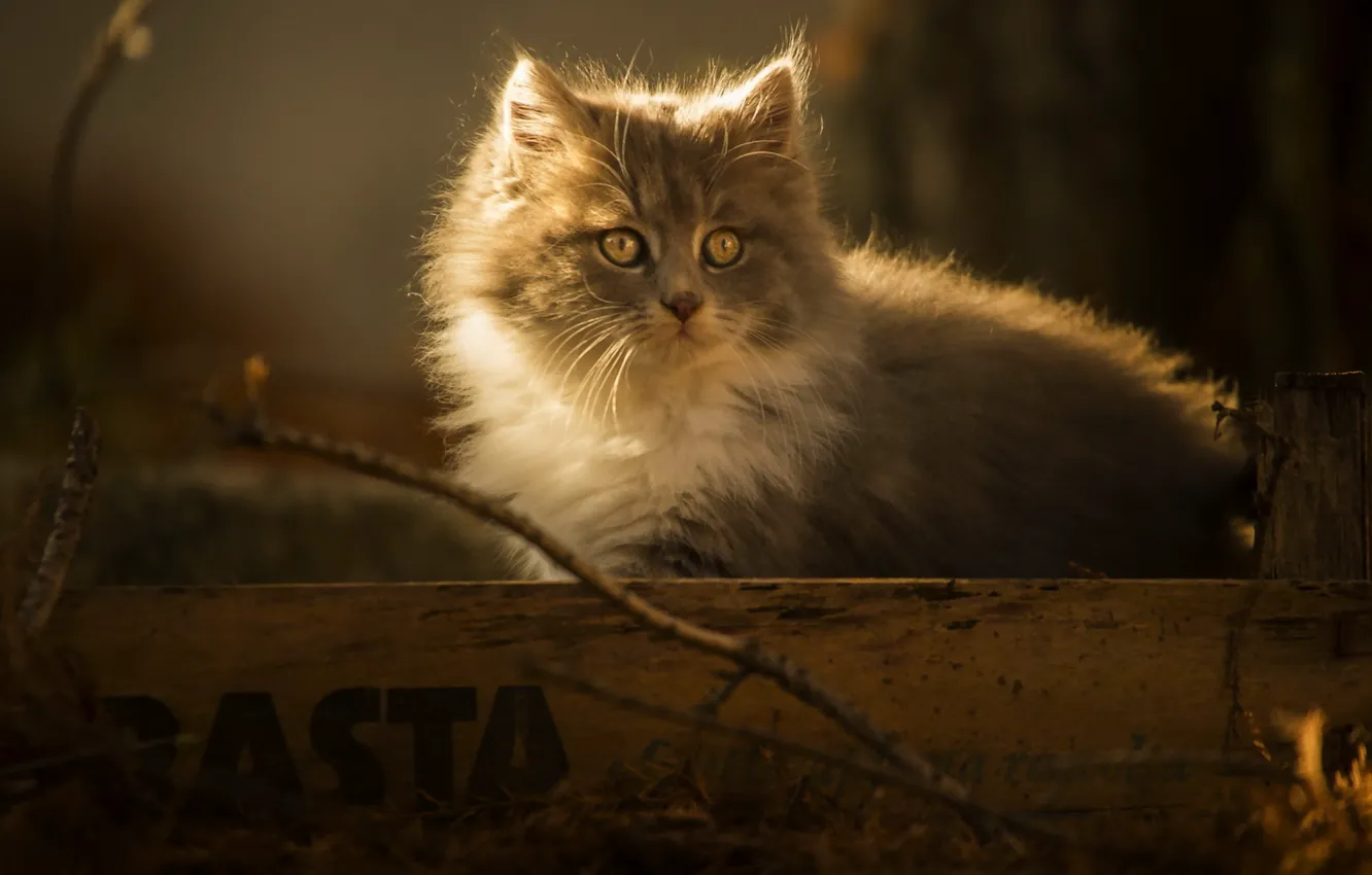 Photo wallpaper cat, look, background