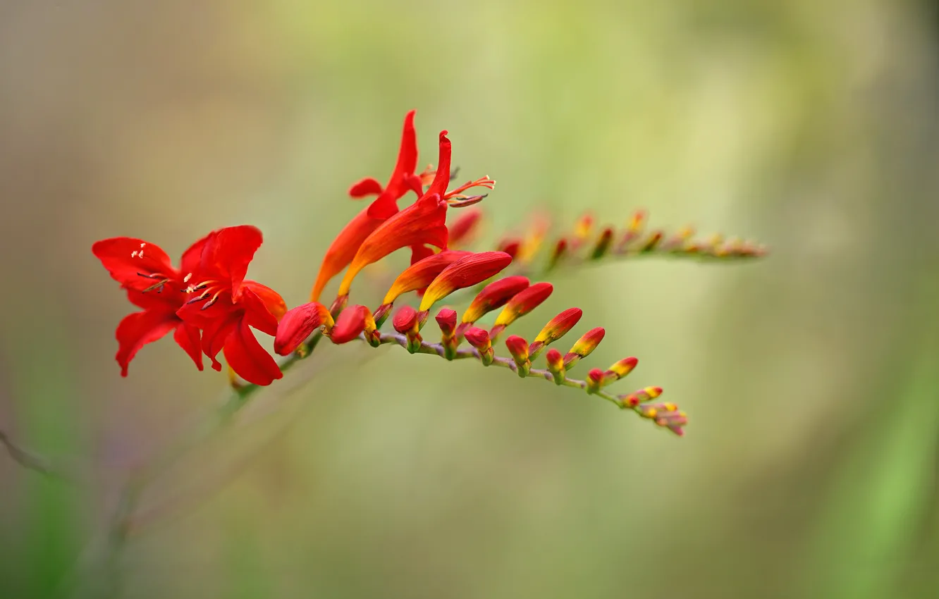 Photo wallpaper macro, nature, inflorescence, CROCOSMIA