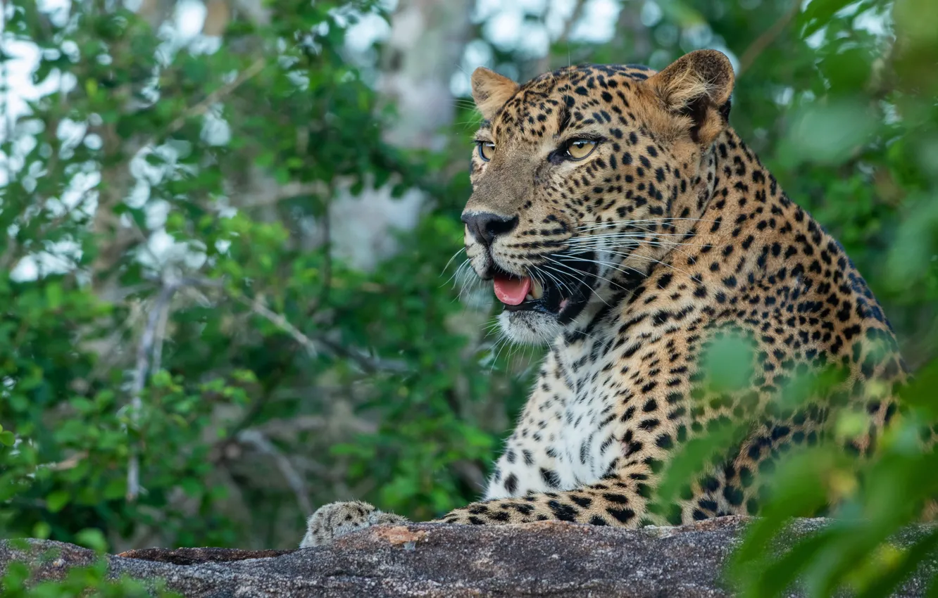 Photo wallpaper greens, language, face, foliage, portrait, leopard, lies