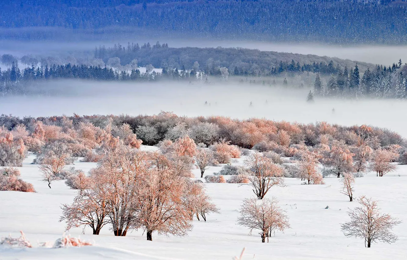 Photo wallpaper winter, snow, trees, landscape, Germany, national Park, North Rhine-Westphalia, Eifel