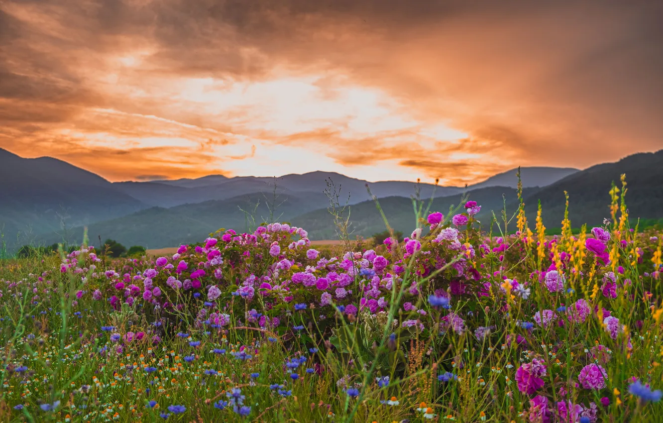 Photo wallpaper flowers, mountains, beauty, horizon, space, Nikolov Andriyan, Damascene