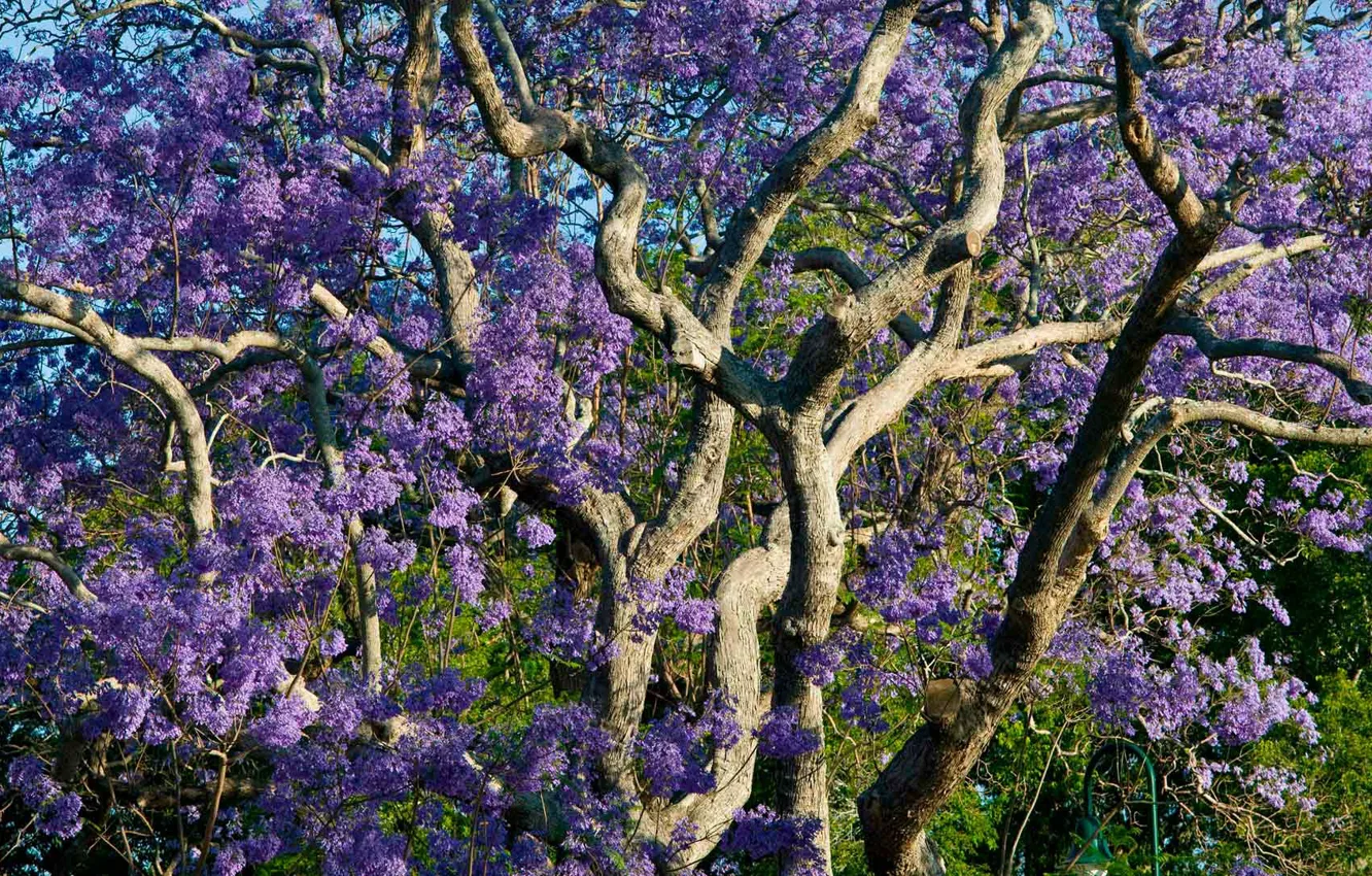Photo wallpaper Australia, Brisbane, New Farm Park, jacaranda mimosoideae