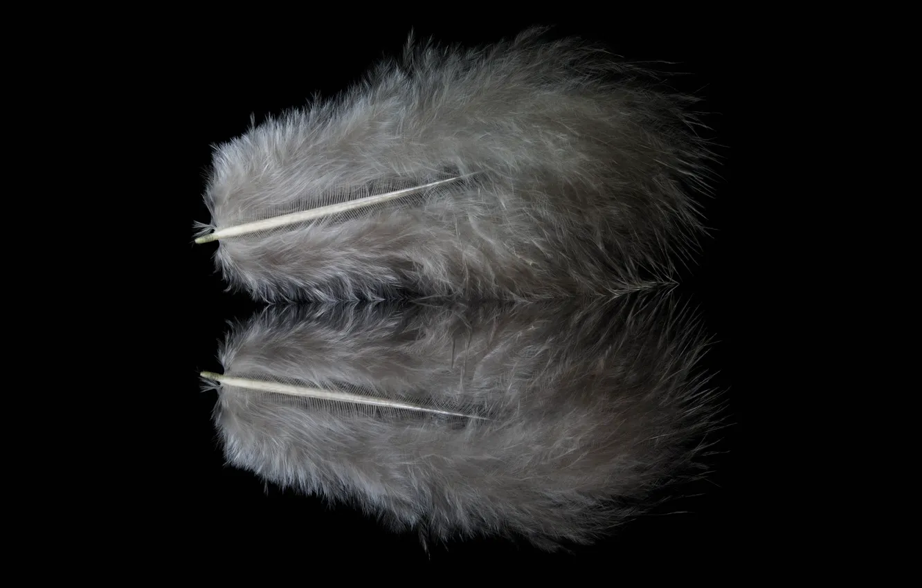 Photo wallpaper reflection, feathers, fluff