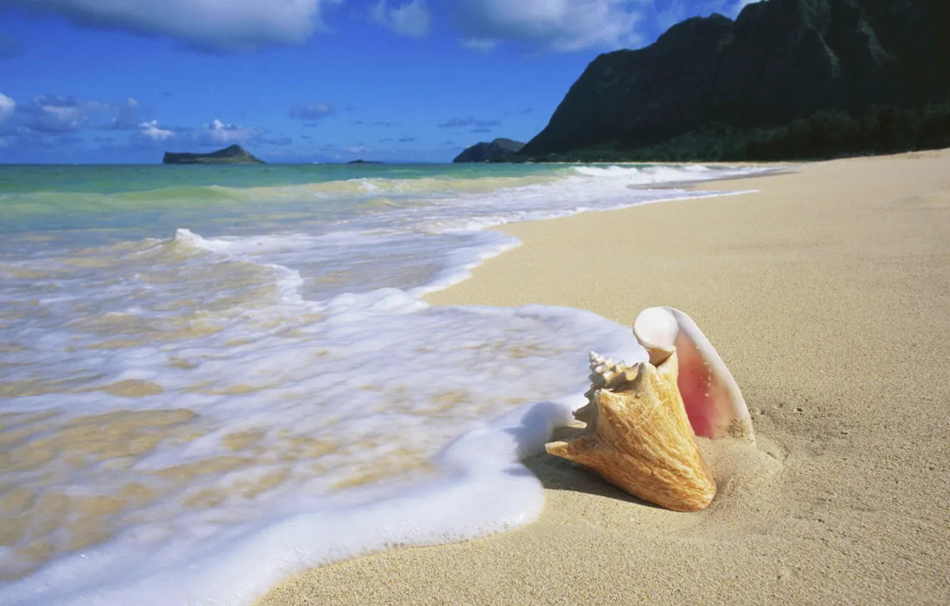 Photo wallpaper sand, beach, the ocean, shell, beach, Hawaii, Oahu, seashells