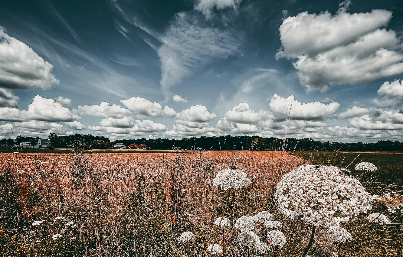 Photo wallpaper field, forest, the sky, grass, clouds, plant, dal
