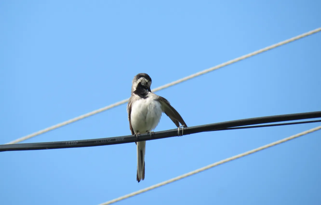 Photo wallpaper the sky, bird, wire