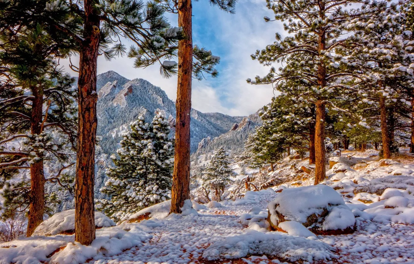 Photo wallpaper winter, snow, trees, mountains, Colorado, pine, Colorado, Rocky mountains