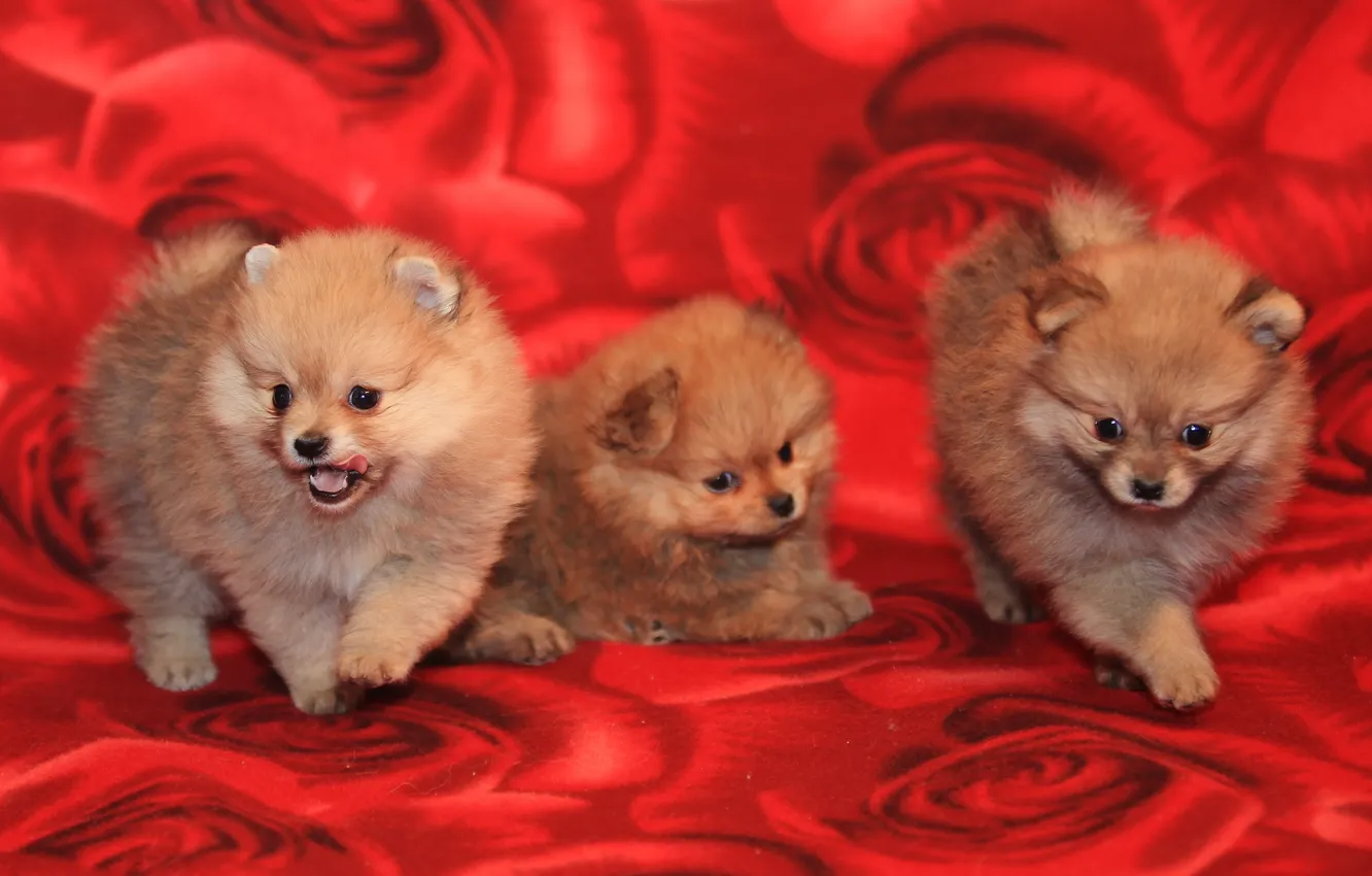 Photo wallpaper dogs, puppies, pussies, three, Spitz
