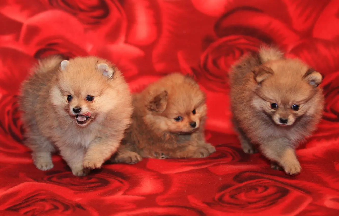 Photo wallpaper dog, puppy, pussy, three, Spitz