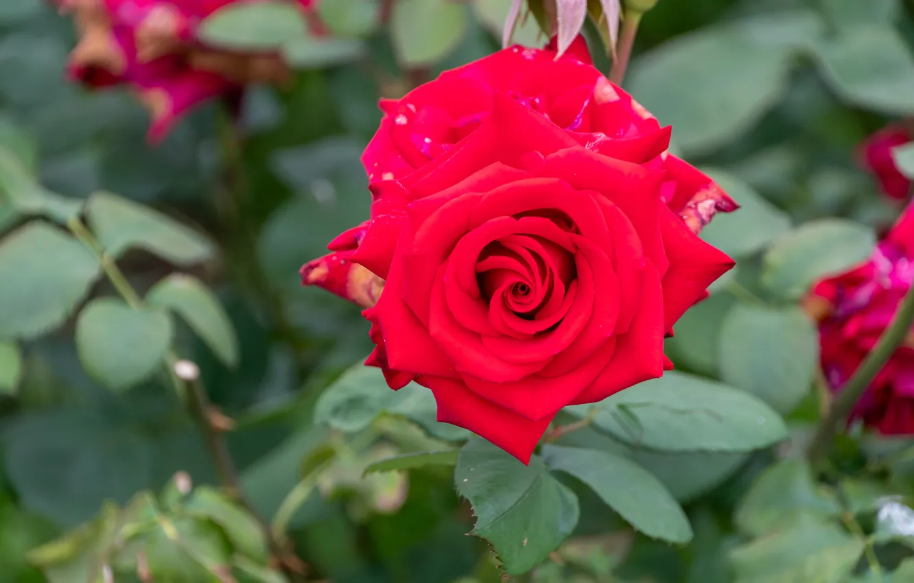 Photo wallpaper red, roses, flowers, macro, garden, leaves