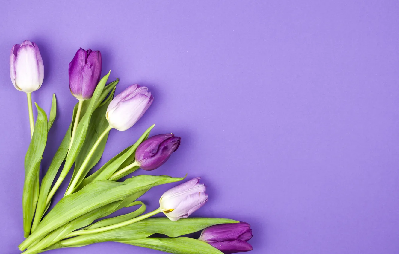 Photo wallpaper flowers, purple, tulips, flowers, beautiful, tulips, spring, purple