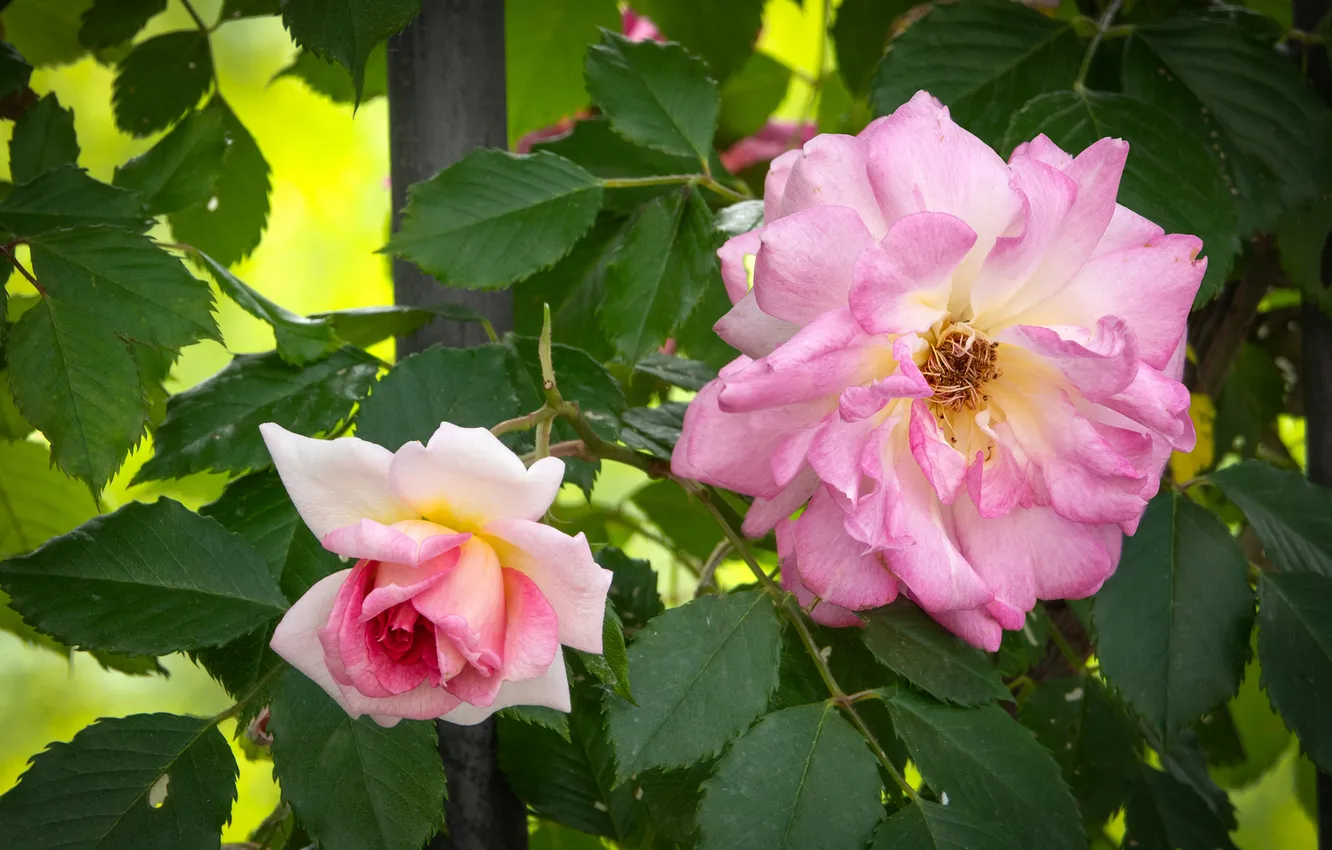 Photo wallpaper leaves, flowers, roses, garden, pink