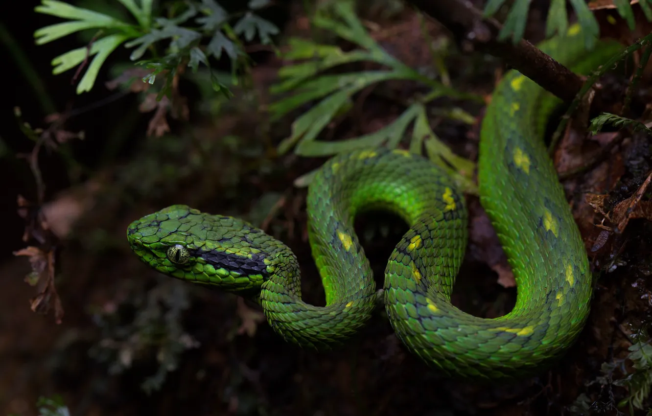 Photo wallpaper nature, green, snake, reptile
