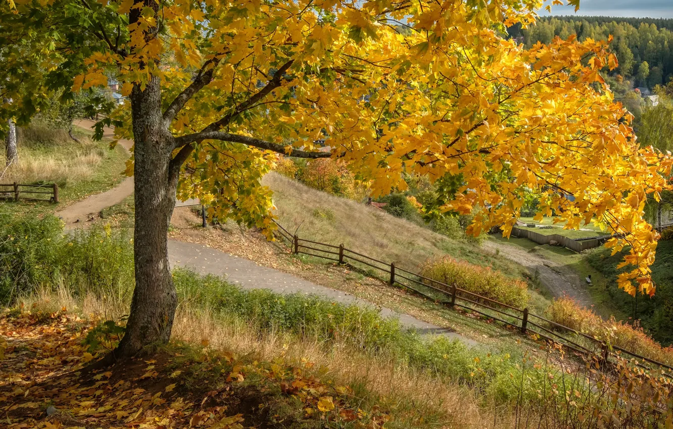 Photo wallpaper autumn, nature, tree, the fence, track, maple, Plyos, Andrei